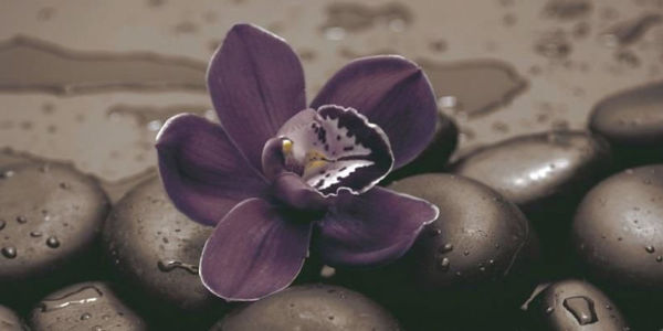 Снимка на Декор 55181 25х50 Тъмна орхидея Неос